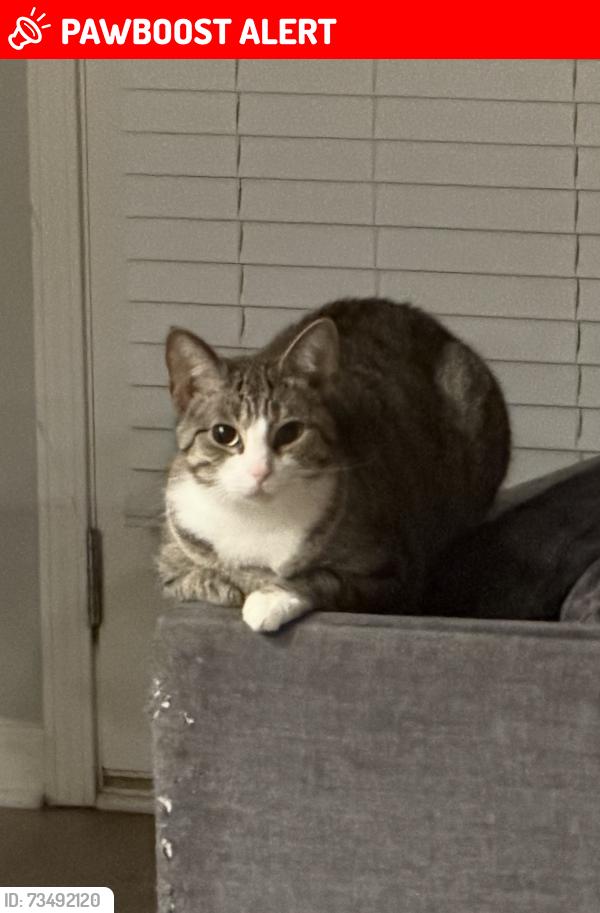 Lost Female Cat last seen Hardy Ives Ln, Gwinnett County, GA 30045
