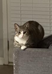 Lost Female Cat last seen Hardy Ives Ln, Gwinnett County, GA 30045