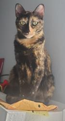 Reunited Female Cat last seen Mcree and Jupiter rd, Dallas, TX 75238