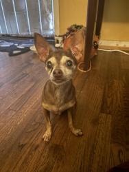 Reunited Male Dog last seen Near and Vermont, Gardena, CA 90247