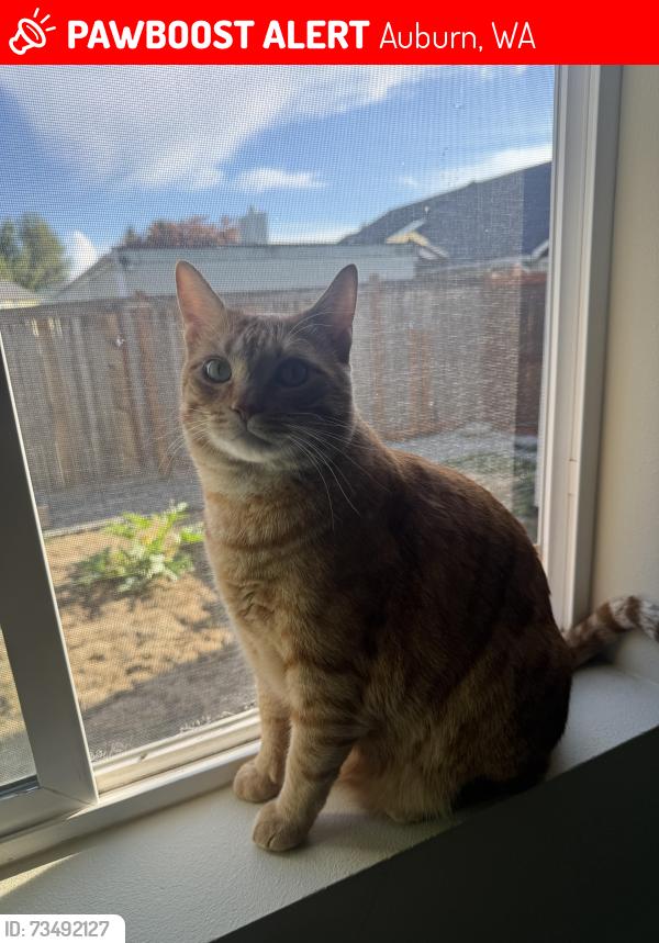 Lost Male Cat last seen Brannan park, Auburn, WA 98002
