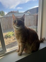 Lost Male Cat last seen Brannan park, Auburn, WA 98002