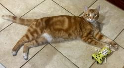 Reunited Male Cat last seen Tavistock Lane, Tiverton Lane, Lincoln, CA 95648