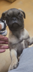 Lost Female Dog last seen 75th and desert cove, Peoria, AZ 85345
