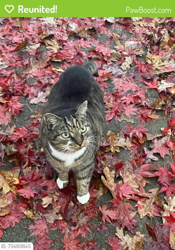 Reunited Male Cat last seen Near Butterfield Ln, Knoxville, TN 37934, USA, Knoxville, TN 37934