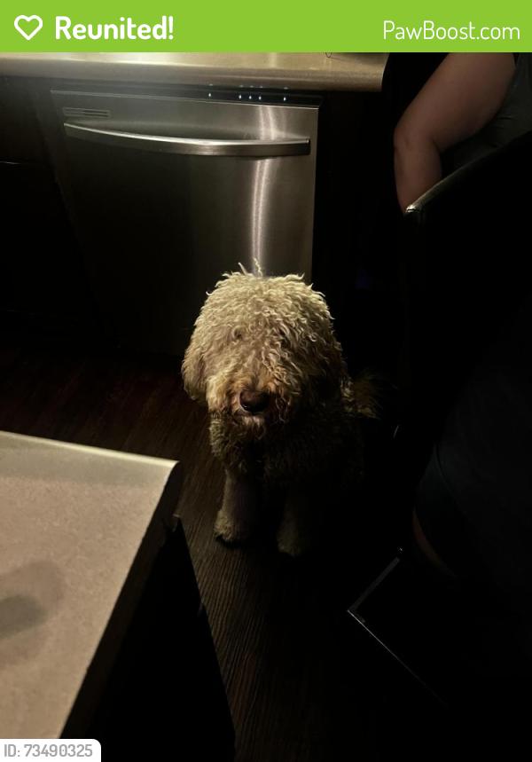 Reunited Female Dog last seen East jewell S havana st, by the shopping center, Aurora, CO 80247