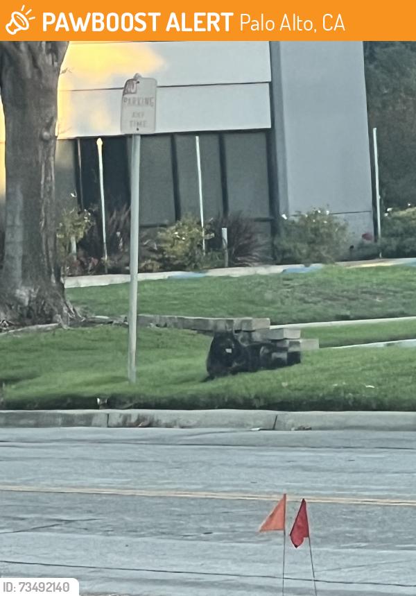 Found/Stray Unknown Dog last seen Pacific biosciences, Palo Alto, CA 94301