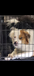 Reunited Male Dog last seen vacay village Denton, Denton, TX 76208