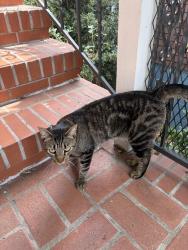 Reunited Female Cat last seen 58th and Vicente, Oakland, CA 94609