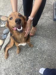 Reunited Unknown Dog last seen El Paseo Dr & Kelez Dr, San Jose, CA 95120, USA, San Jose, CA 95120