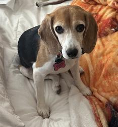 Reunited Female Dog last seen Ridge Road and Navahopi, Sedona, AZ 86336