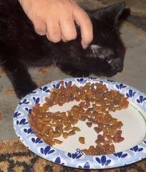 Found/Stray Unknown Cat last seen lester road, Fayetteville, GA 30215