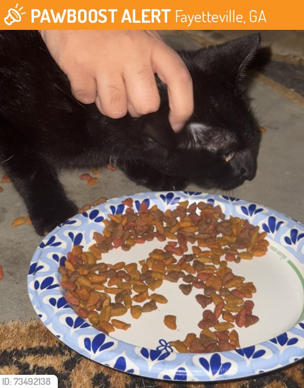Found/Stray Unknown Cat last seen lester road, Fayetteville, GA 30215