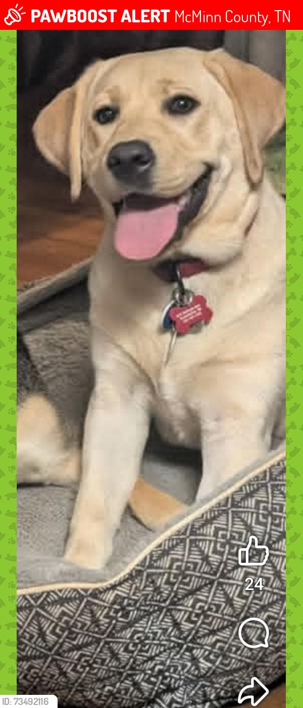 Lost Female Dog last seen Sweetwater Primary School, McMinn County, TN 37874