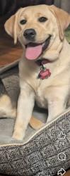 Lost Female Dog last seen Sweetwater Primary School, McMinn County, TN 37874