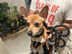 Reunited Male Dog last seen Sutherland Bend Ln, Texas 77469, USA, Fort Bend County, TX 77469