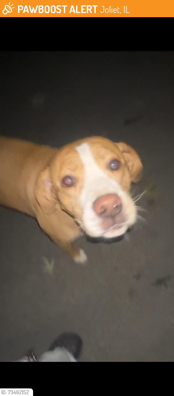 Found/Stray Unknown Dog last seen Marycrest neighborhood, Joliet, IL 60435