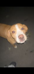 Found/Stray Unknown Dog last seen Marycrest neighborhood, Joliet, IL 60435
