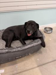 Reunited Unknown Dog last seen W Floating Feather Rd, Star, ID 83669