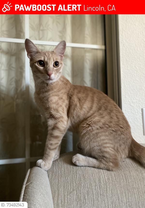 Lost Male Cat last seen Inverness and Murfield, Lincoln, CA 95648