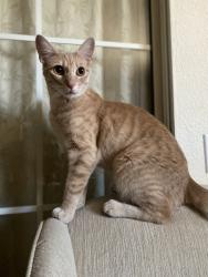 Lost Male Cat last seen Inverness and Murfield, Lincoln, CA 95648