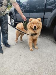 Reunited Male Dog last seen Monte Vista / Canoga / Fremont MONTCLAIR CA, Montclair, CA 91763