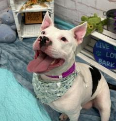 Shelter Stray Female Dog last seen Near BLOCK GRATIOT AVE, DETROIT MI 48205, 1431 E Ferry St, Detroit, MI 48211, USA