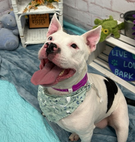 Shelter Stray Female Dog last seen Near BLOCK GRATIOT AVE, DETROIT MI 48205, 1431 E Ferry St, Detroit, MI 48211, USA