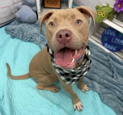 Shelter Stray Male Dog last seen Near BLOCK MENDOTA ST, DETROIT MI 48204, 1431 E Ferry St, Detroit, MI 48211, USA