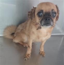 Shelter Stray Male Dog last seen , 4275 Elton St, Baldwin Park, CA 91706, USA
