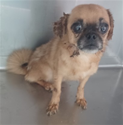 Shelter Stray Male Dog last seen , 4275 Elton St, Baldwin Park, CA 91706, USA