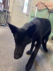 Shelter Stray Male Dog last seen 12TH AVE & 35TH ST, 2127 Front St, Sacramento, CA 95818, USA
