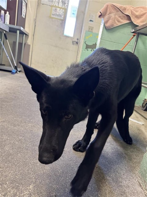Shelter Stray Male Dog last seen 12TH AVE & 35TH ST, 2127 Front St, Sacramento, CA 95818, USA