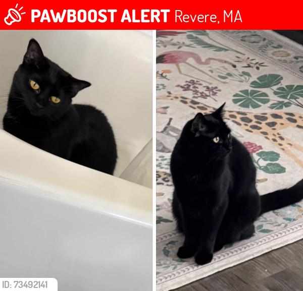 Lost Female Cat last seen Revere Beach BLVD Beach hse, Revere, MA 02151