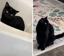 Lost Female Cat last seen Revere Beach BLVD Beach hse, Revere, MA 02151