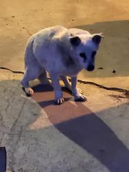 Reunited Female Dog last seen Mona ct and Sherman street, Sherrelwood, CO 80221