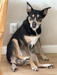 Reunited Female Dog last seen Just north of Coyote Creek Parkway - Anderson Visitor Center, where Malaguerra Ave turns to dirt, Morgan Hill, CA 95037