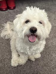 Lost Male Dog last seen Near west golden lane, Glendale, AZ 85302