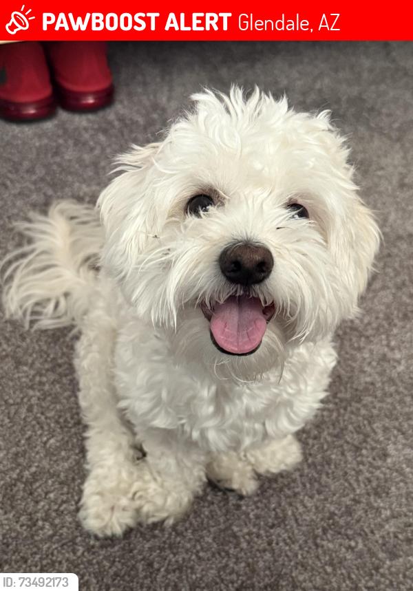Lost Male Dog last seen Near west golden lane, Glendale, AZ 85302