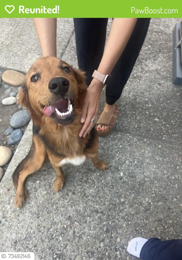 Reunited Unknown Dog last seen El Paseo Dr & Kelez Dr, San Jose, CA 95120, USA, San Jose, CA 95120