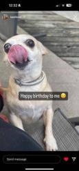 Lost Female Dog last seen Avon dr, and greenHeath, Florissant, MO 63033