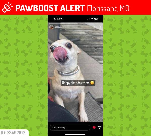 Lost Female Dog last seen Avon dr, and greenHeath, Florissant, MO 63033
