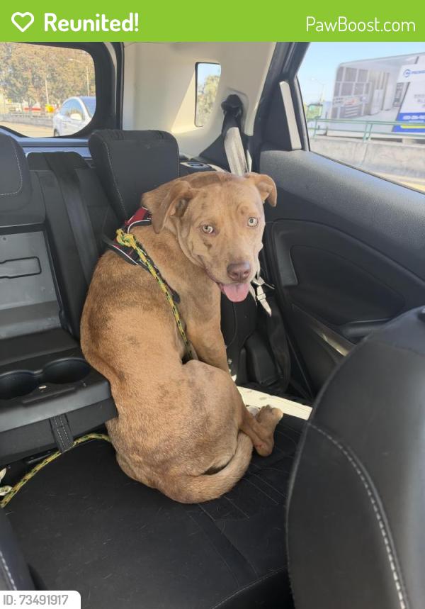 Reunited Female Dog last seen Chestnut st, Redwood City, CA 94062