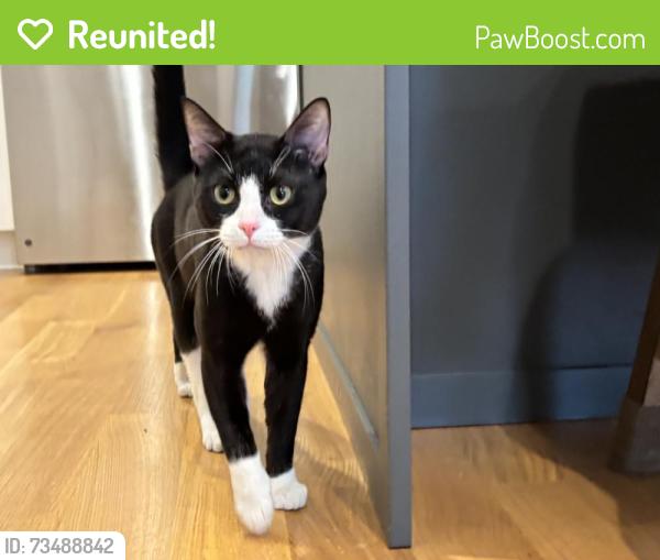 Reunited Male Cat last seen 15th Ave & Republican, Seattle, WA 98112