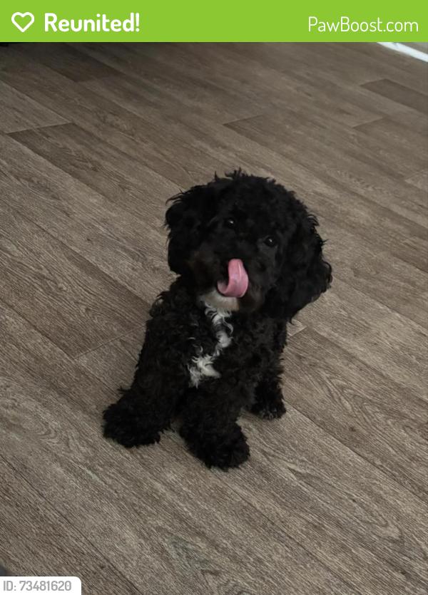Reunited Female Dog last seen S 16th St and W Orchard St, Milwaukee, WI 53204