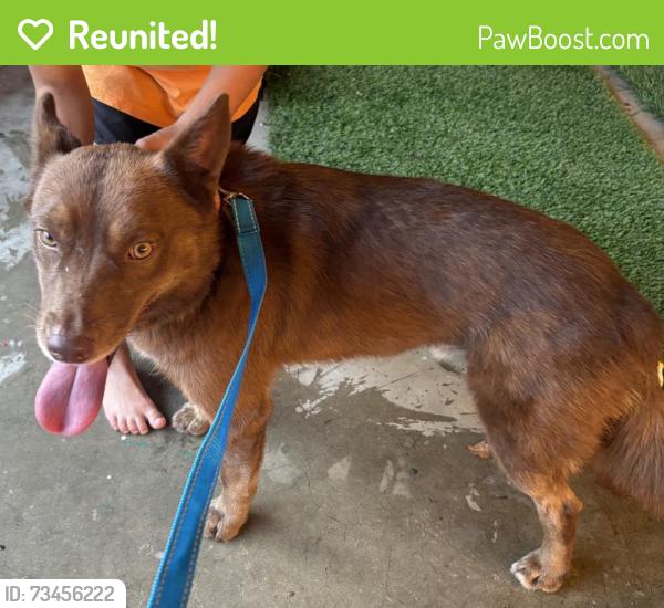 Reunited Male Dog last seen Desmond and San Fernando, Los Angeles, CA 91331
