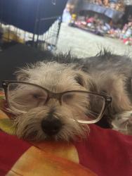 Lost Male Dog last seen terrace park, Sioux Falls, SD 57104