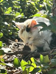 Found/Stray Female Cat last seen In the Southern Om parking lot, Greenville, SC 29601