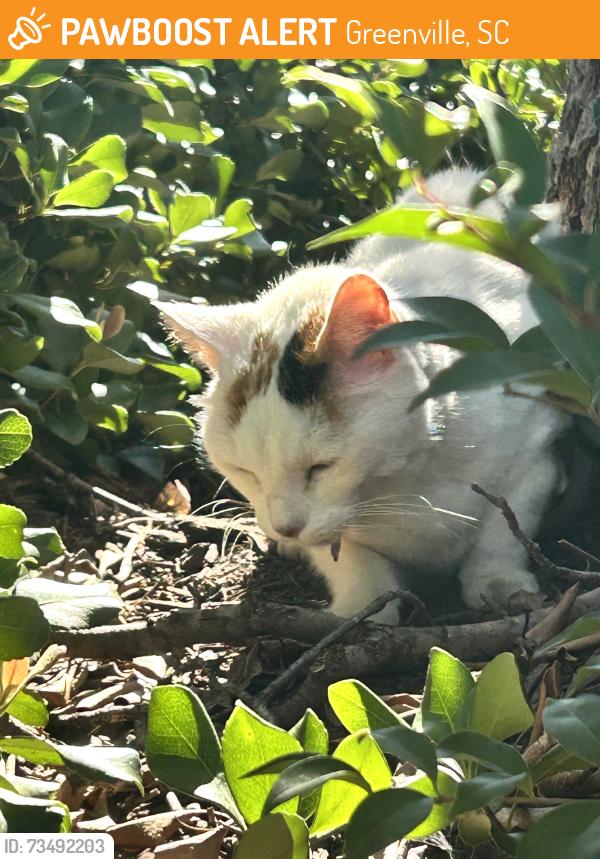 Found/Stray Female Cat last seen In the Southern Om parking lot, Greenville, SC 29601
