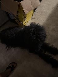 Found/Stray Male Dog last seen Macon rd and houston leeve, Cordova, TN 38018